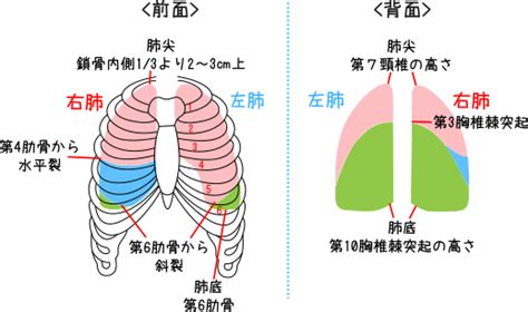 肺 位置|【3